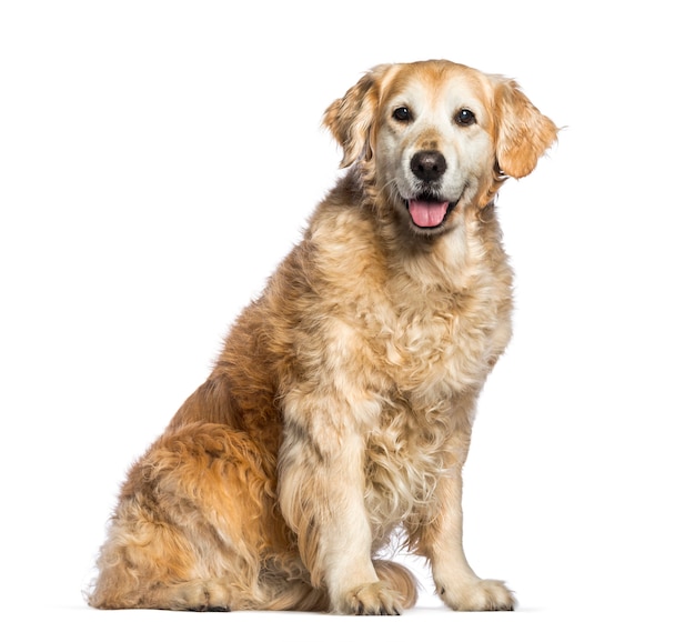 Golden Retriever, 12 ans assis en face de fond blanc