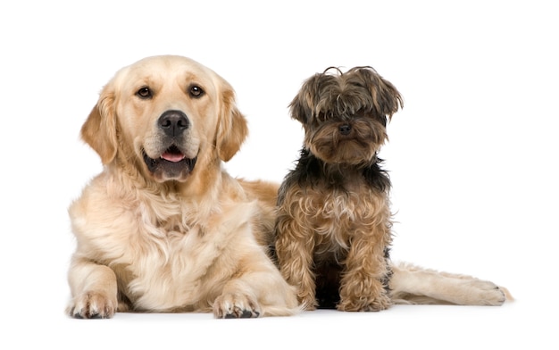 Golden Retriever avec 2 ans. et un yorkshire terrier