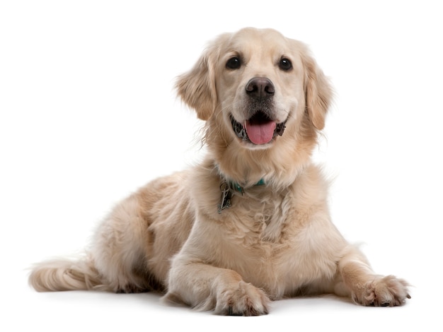 Golden Retriever, 4 ans. Portrait de chien isolé