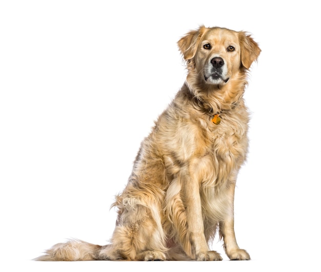 Golden Retriever, 5 ans, assis devant une surface blanche