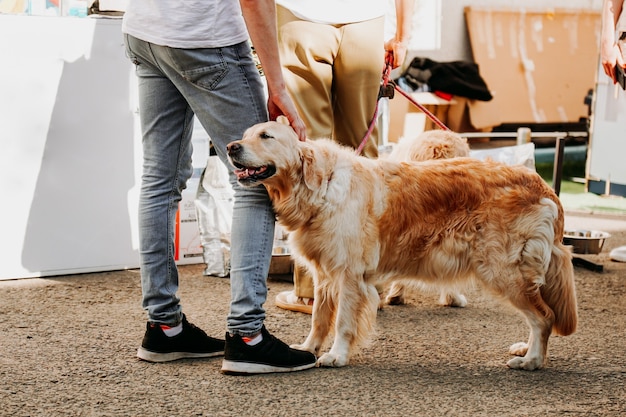 Un Golden Retriever Adulte Se Blottit Contre La Jambe Du Propriétaire. Heureux Animaux Affectueux. Journée Canine Dans Le Parc De La Ville