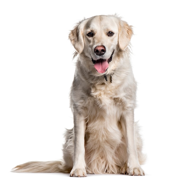 Golden retriever assis sur fond blanc