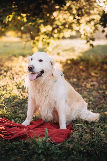 Golden retriever assis sur l'herbe dans un magnifique parc d'automne