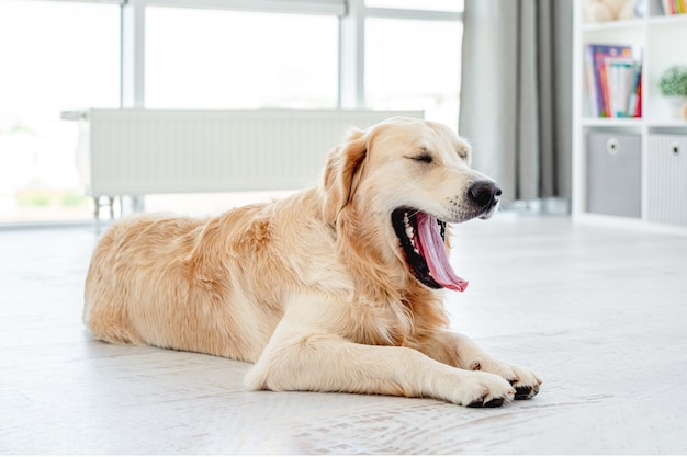 Golden retriever bâillement reposant sur le sol dans une pièce lumineuse