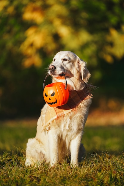 Golden retriever avec bandana à carreaux est assis dans un parc et détient un seau d'halloween