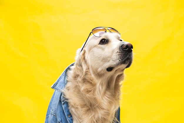 Golden retriever blanc posant en studio avec des vêtements de ville et des lunettes, look d'artiste musical