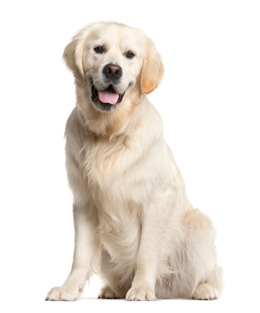Golden retriever, chien, (16 mois), assis et haletant, isolé sur blanc