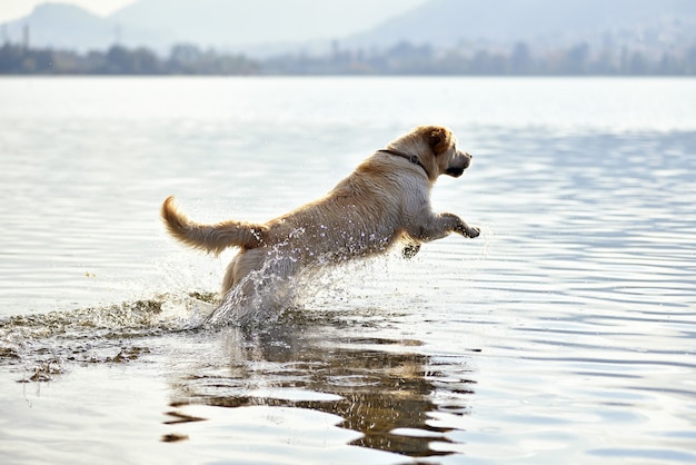 Golden retriever chien courant dans l'eau