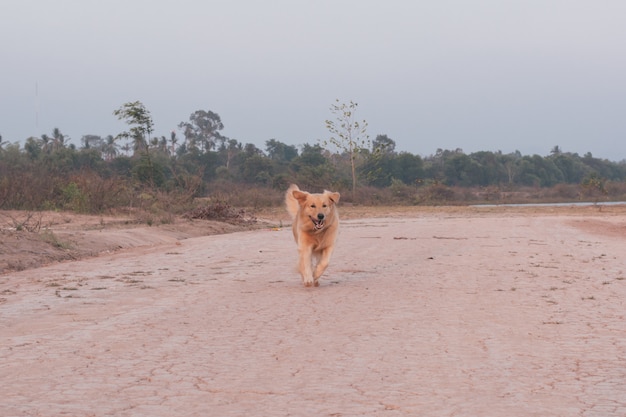 Golden retriever, chien, courant, dehors