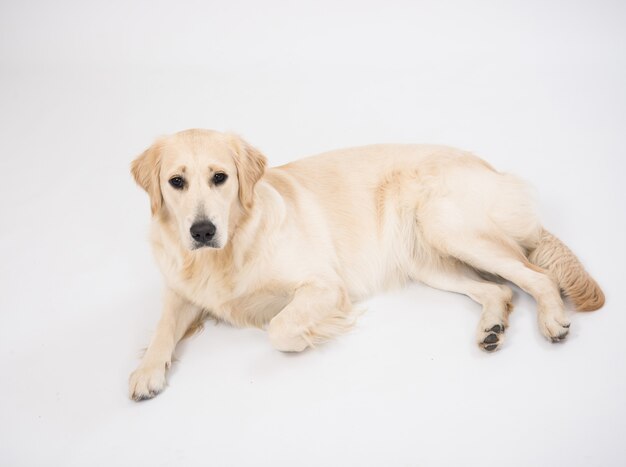 Golden retriever couché isolé sur blanc