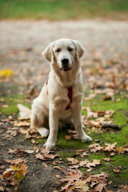 Golden retriever dans la forêt. Le chien marche dans la nature. Portrait d'un jeune golden retriever.