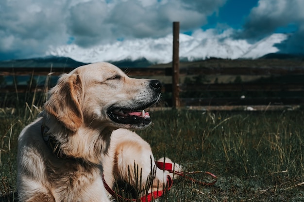 Golden retriever dans les montagnes