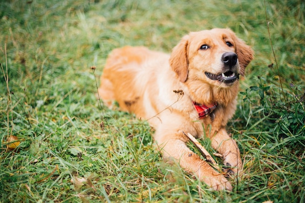 Golden retriever dog aime un rêve et se trouve gai sur l'herbe