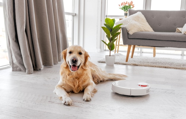 Golden retriever dog allongé sur le sol à la maison avec un aspirateur robot près de lui