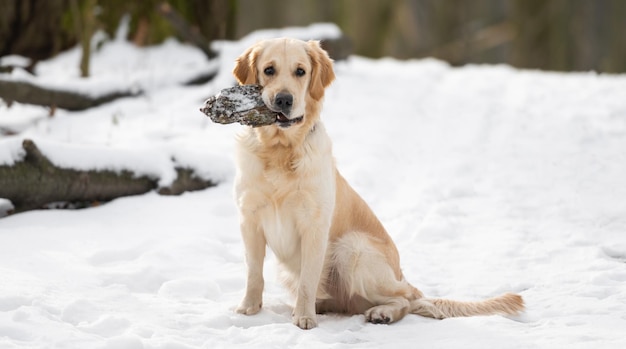 Golden retriever dogsitting sur la neige et tenant un hic forestier dans ses dents pendant la promenade hivernale