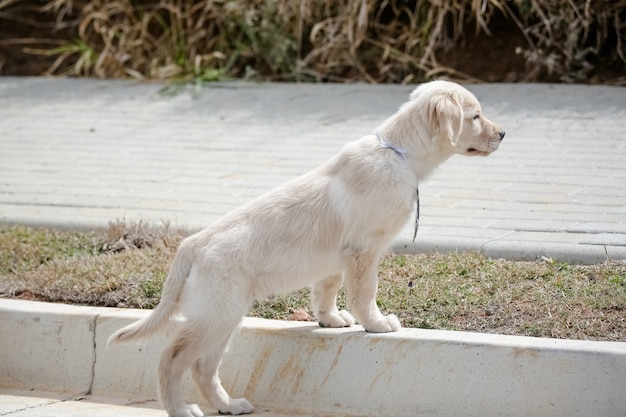 Le golden retriever est une race canine de type retriever originaire de Grande-Bretagne