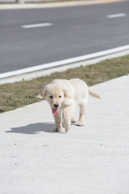 Le golden retriever est une race canine de type retriever originaire de Grande-Bretagne