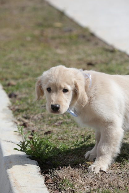 Le golden retriever est une race canine de type retriever originaire de Grande-Bretagne