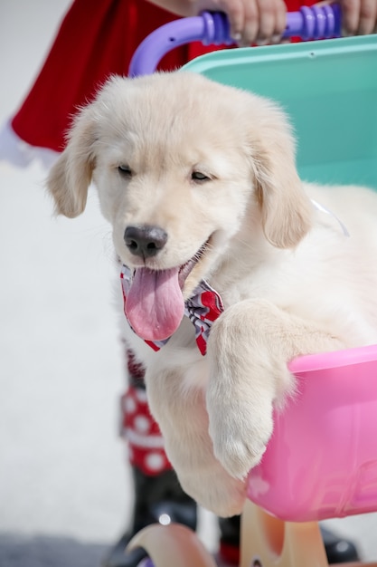 Le golden retriever est une race canine de type retriever originaire de Grande-Bretagne