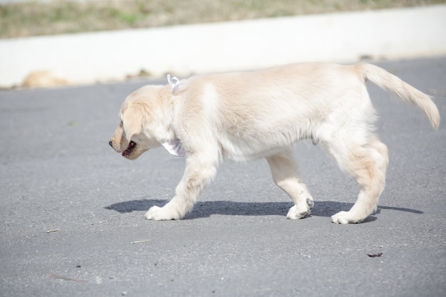 Le golden retriever est une race canine de type retriever originaire de Grande-Bretagne