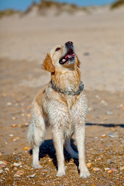 Golden Retriever humide