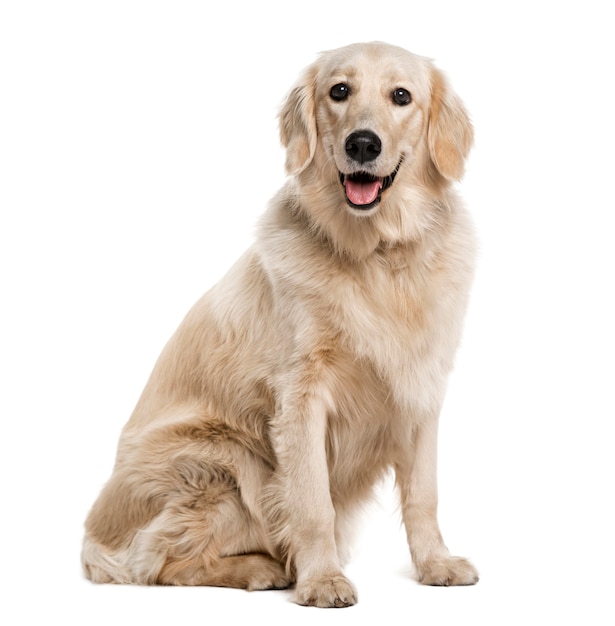 Golden Retriever isolé sur blanc