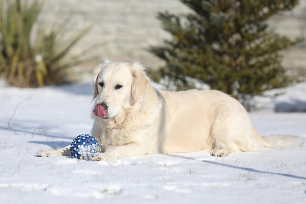 golden retriever jouant sur la neige