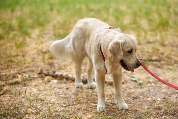 Golden retriever marchant en laisse Golden retriever en laisse le long de la zone de promenade du parc