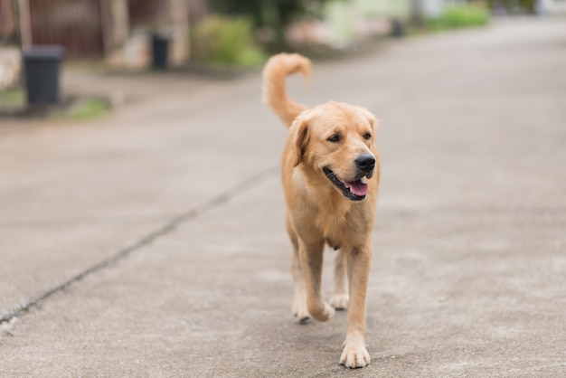 Golden retriever marchant sur la route