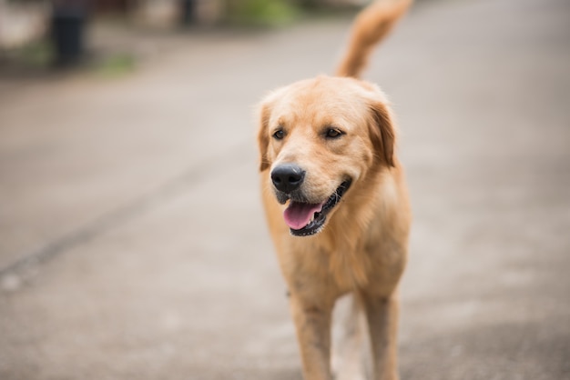 Golden retriever marchant sur la route