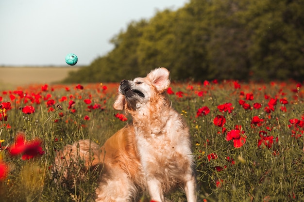 Golden retriever mignon dans le champ de pavot