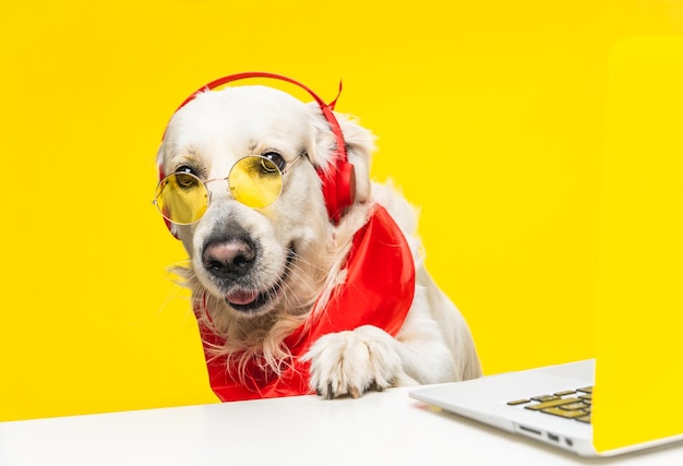 Golden Retriever mignon dans des écouteurs, des lunettes de soleil et une écharpe assis près d'un ordinateur portable