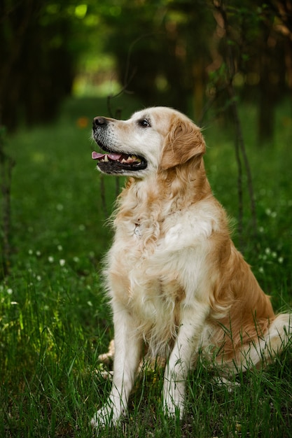 Golden retriever mignon dans l'herbe verte