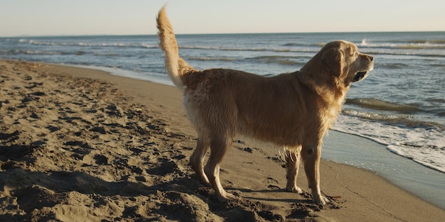 Golden Retriever sur la plage pendant la journée d'automne