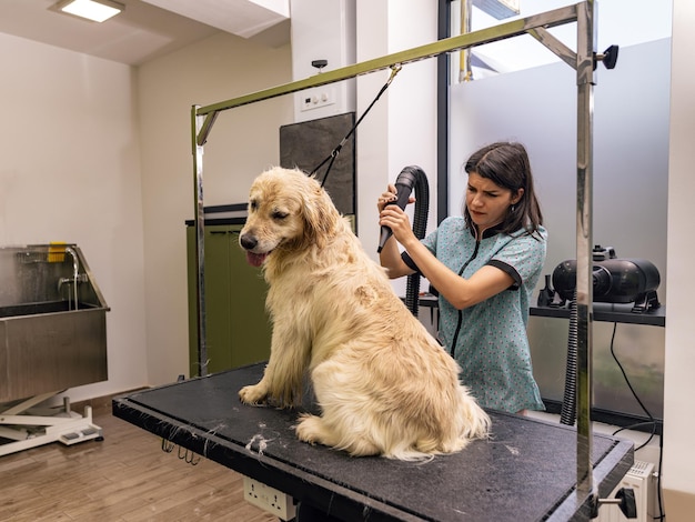 Golden retriever à la procédure de toilettage