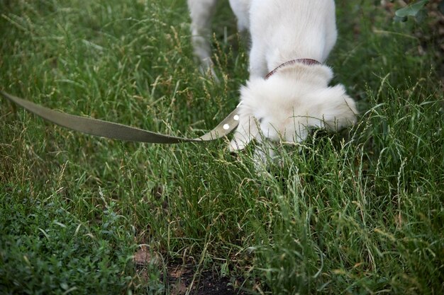 Un golden retriever qui renifle. Un chiot d'un golden retriever en promenade renifle