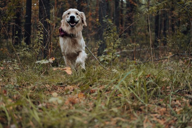 Golden retriever qui traverse la forêt