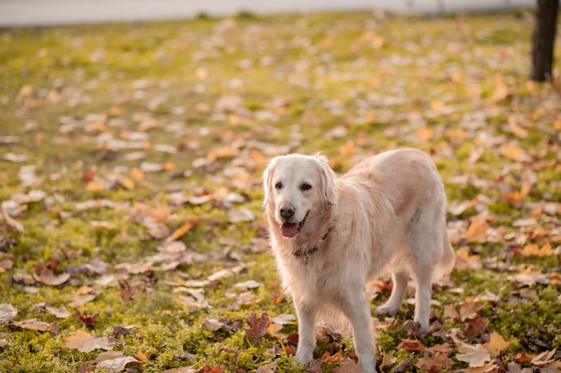 Golden Retriever regardant la caméra dans le parc en automne