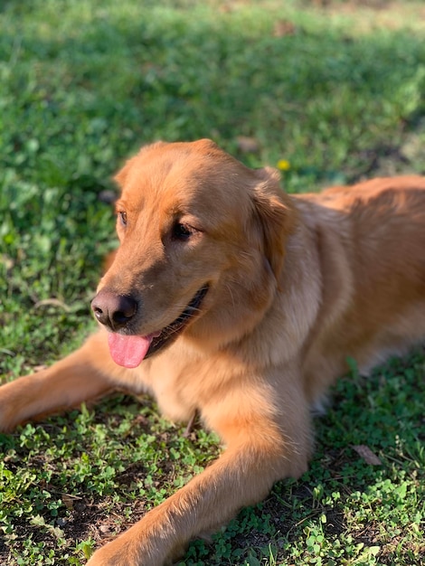 Golden retriever roux allongé sur l'herbe et souriant largement