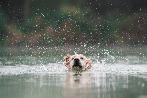 Golden Retriever se baigne dans un lac par temps brumeux