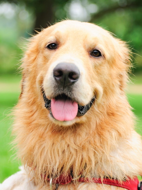 Golden retriever souriant dans un jardin avec fond vert