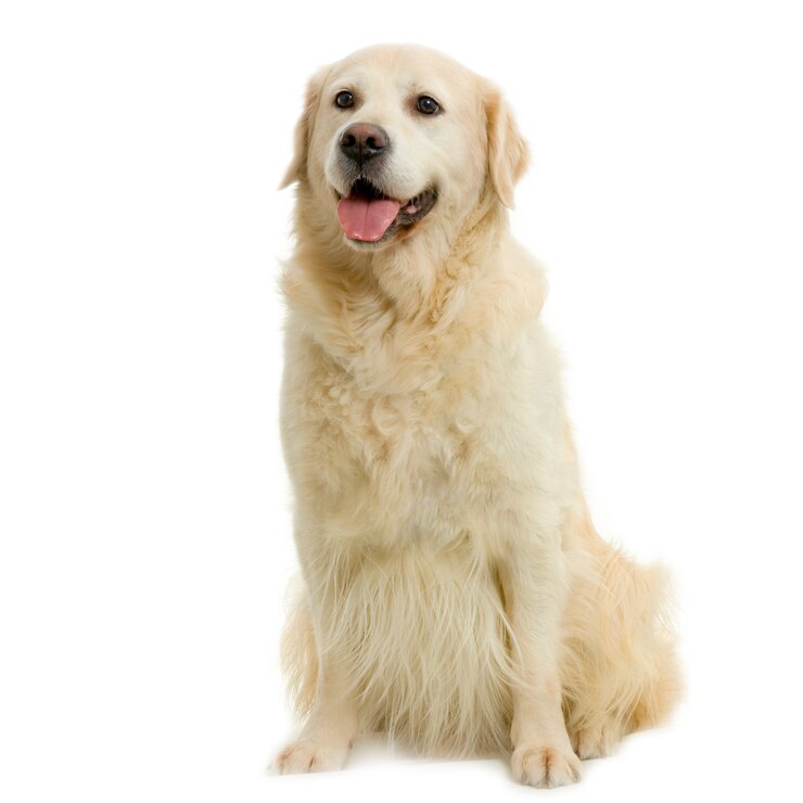 Photo golden retriever