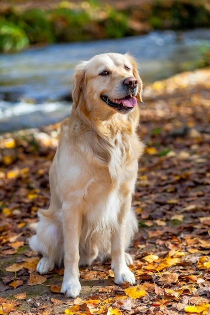 Photo golden retriever