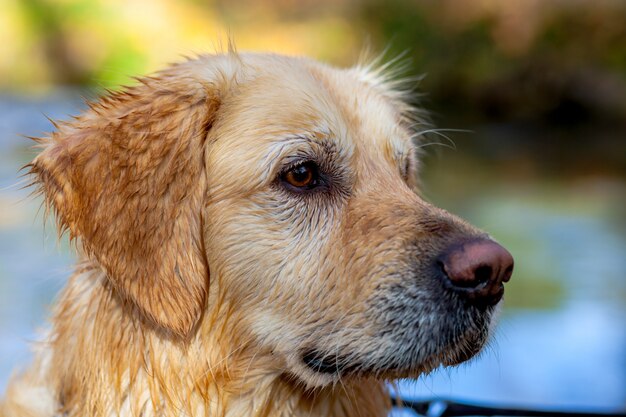 Golden retriever