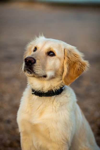 Golden retriever