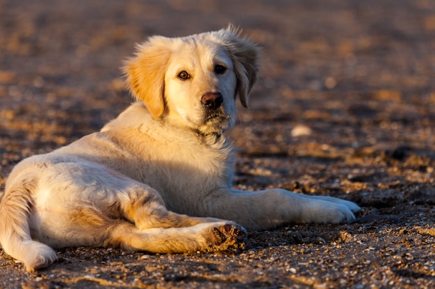 Golden retriever