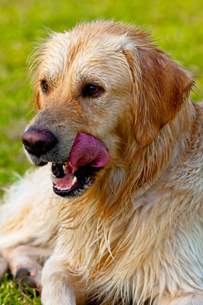 Golden retriever