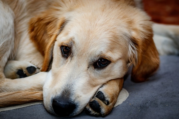 Golden retriever