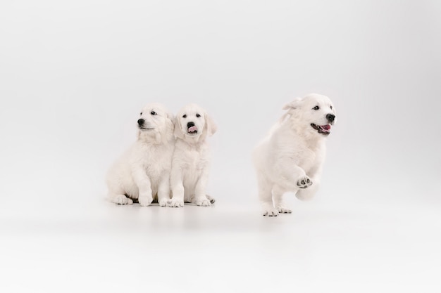 Golden retrievers crème anglais posant