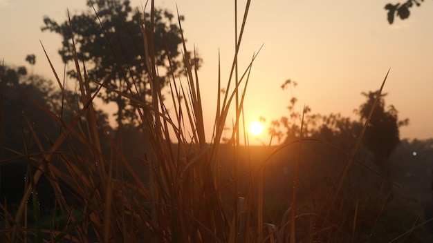 Golden Sunrise